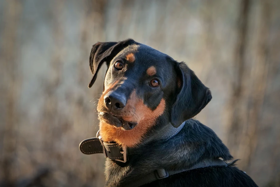 ein Hund mit einem Halsband