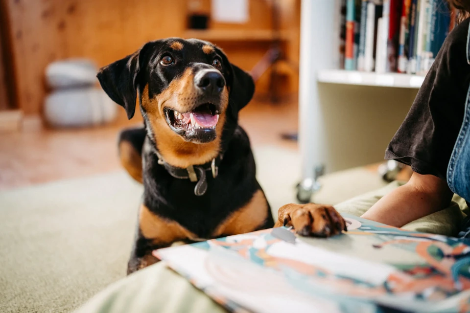 ein Hund, der auf dem Boden liegt