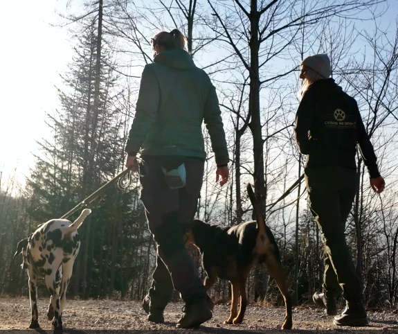 Zwei Personen, die mit Hunden im Wald im ZUge eines Social Walks spazieren gehen