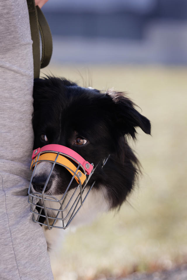 ein Hund mit einem Maulkorb auf dem Kopf