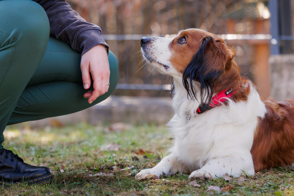 ein Hund, der auf die Hand von jemandem schaut