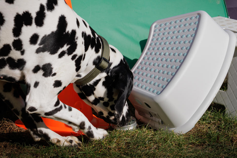 ein Hund, der an einer Schüssel Wasser schnüffelt