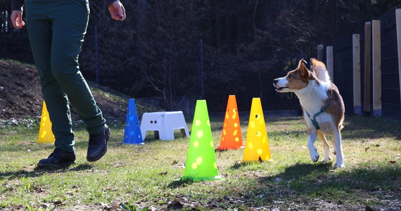 ein Hund und eine Gruppe bunter Kegel