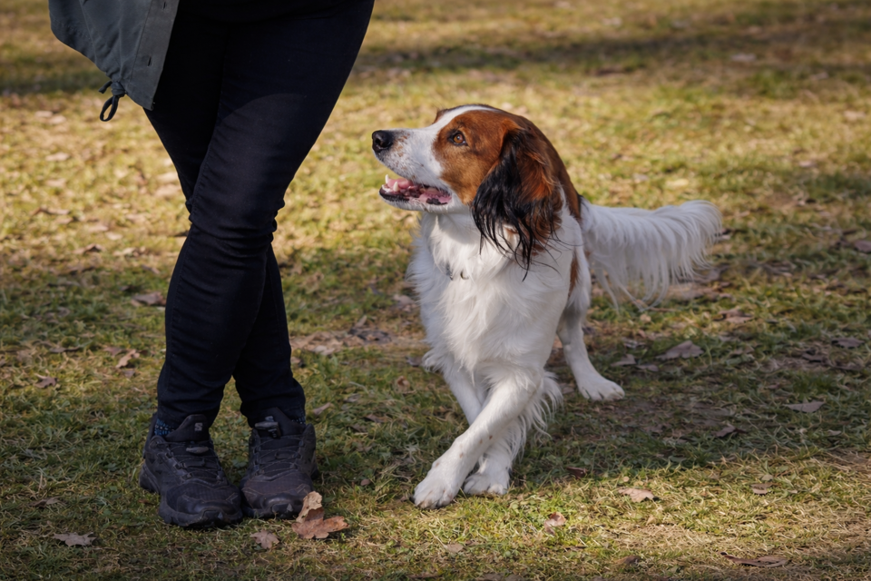 ein Hund, der neben einer Person steht