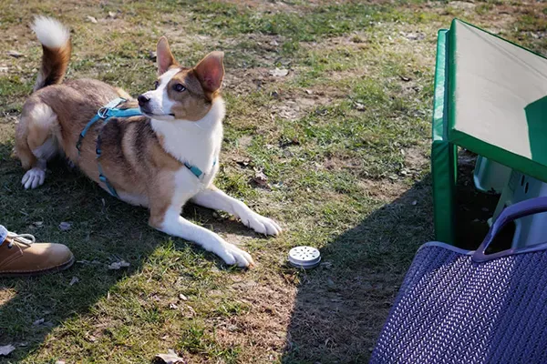 ein Hund, der auf dem Boden liegt