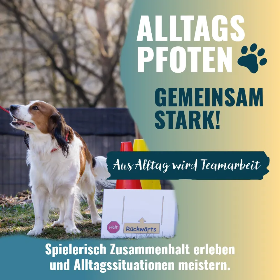 Ein Hund steht draußen mit einem rot-weißen Gegenstand.