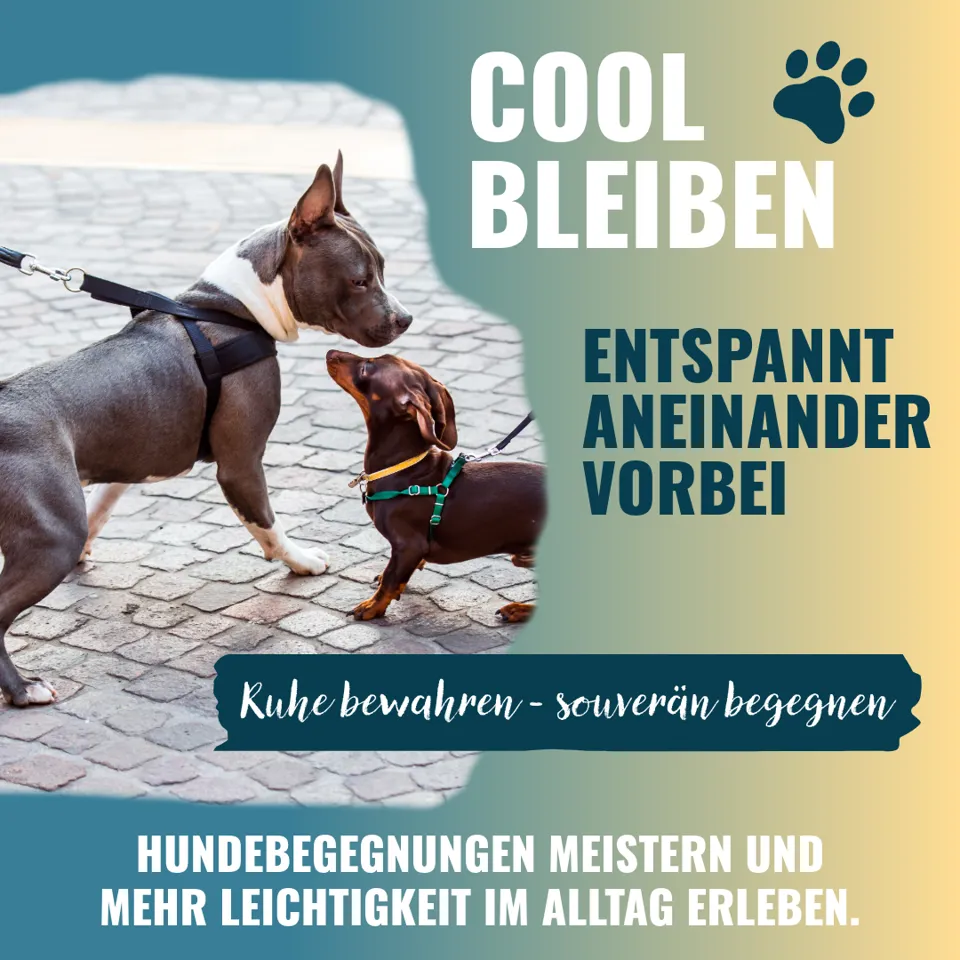 ein Hund an der Leine