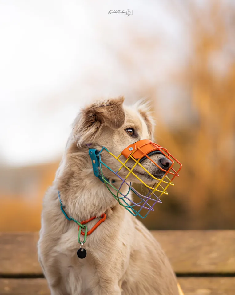 ein Hund mit einem Maulkorb