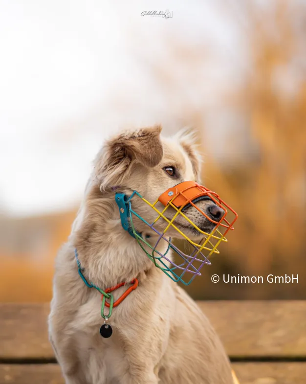 ein Hund mit Maulkorb