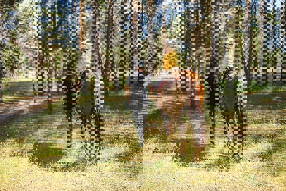 Eine Person und ein Kind reiten auf einem Pferd im Wald.