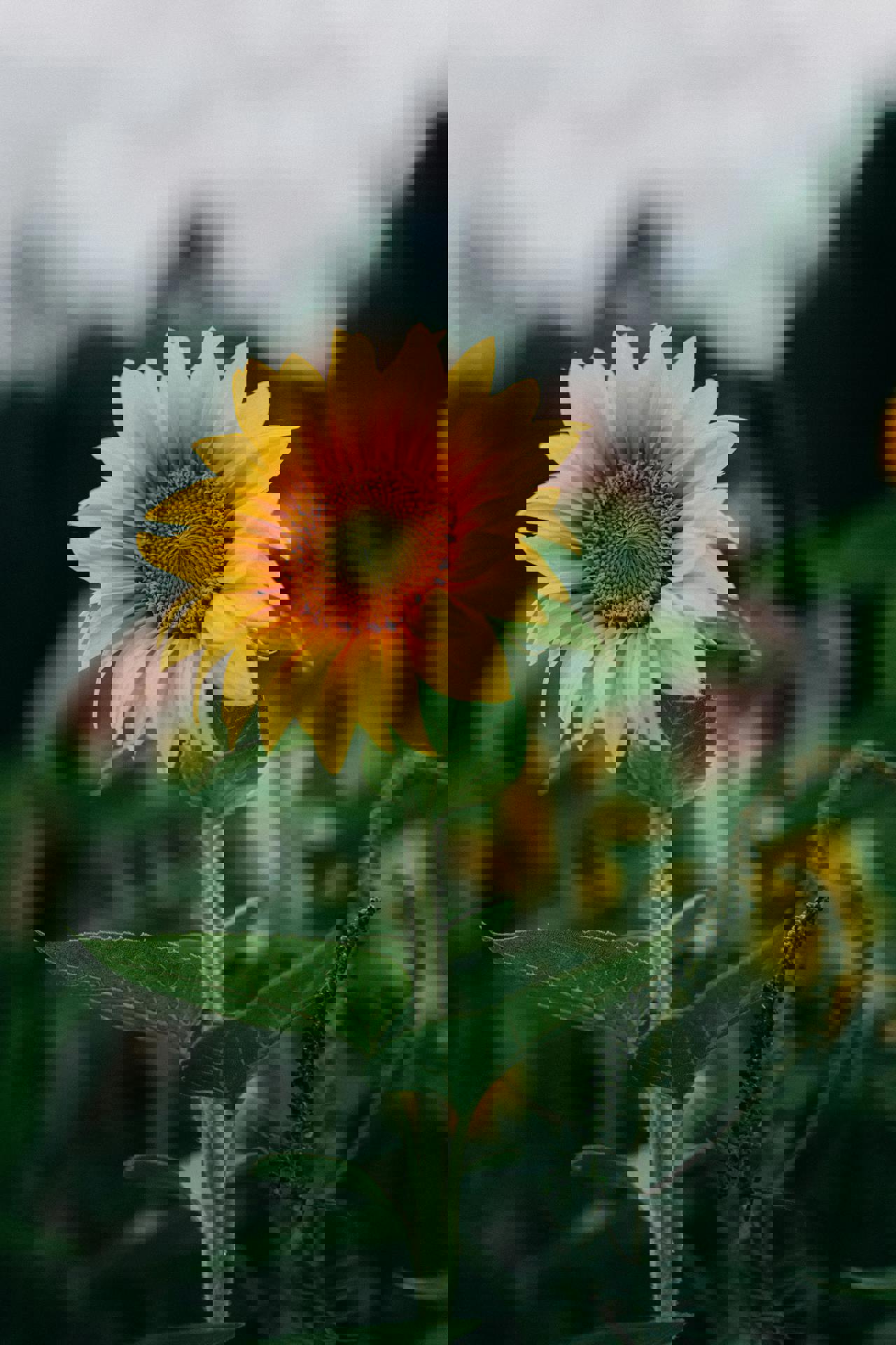 eine Nahaufnahme einer Sonnenblume