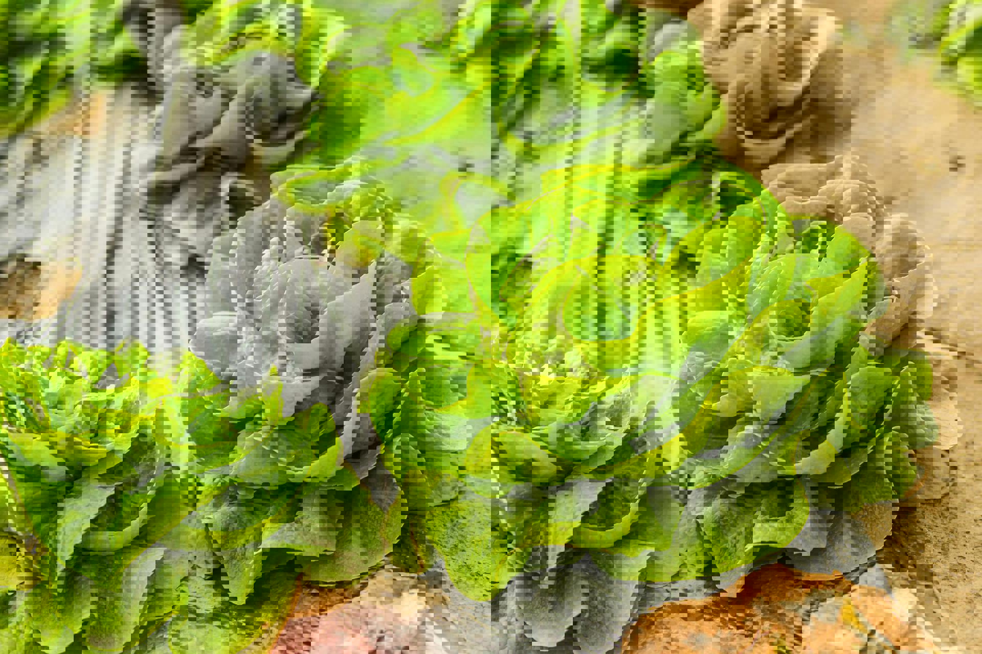 eine Gruppe von Salatpflanzen