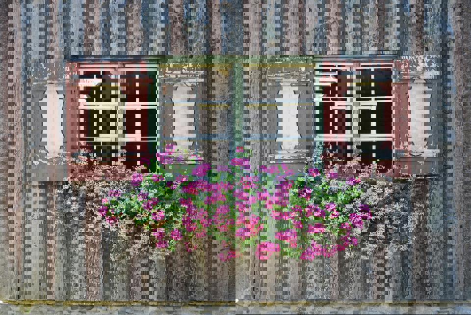 ein Fenster mit rosa Blumen darin