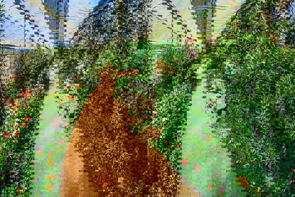 ein Weg in einem Gewächshaus mit einer Bank