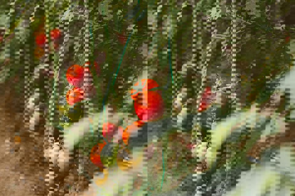 eine Gruppe von Tomaten an einer Rispe