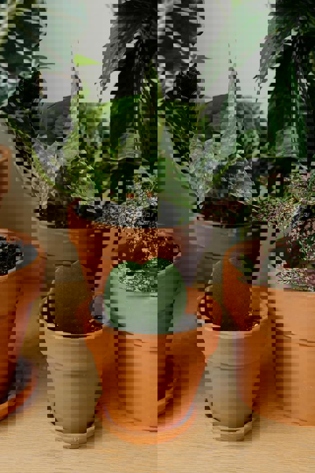 eine Topfpflanze auf einem Regal