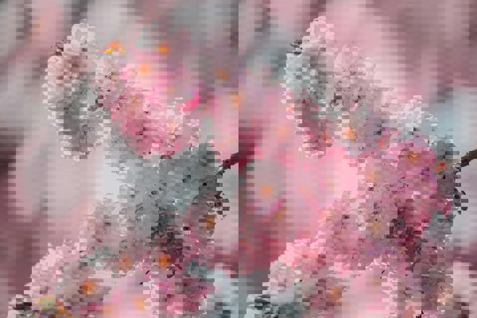 eine Nahaufnahme von pinken Blumen