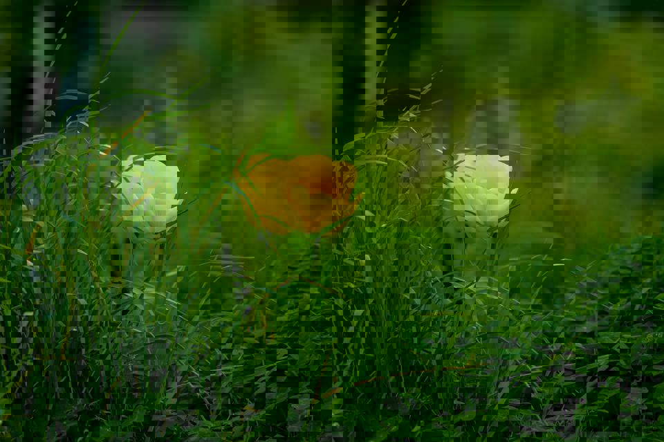 eine gelbe Blume im Gras