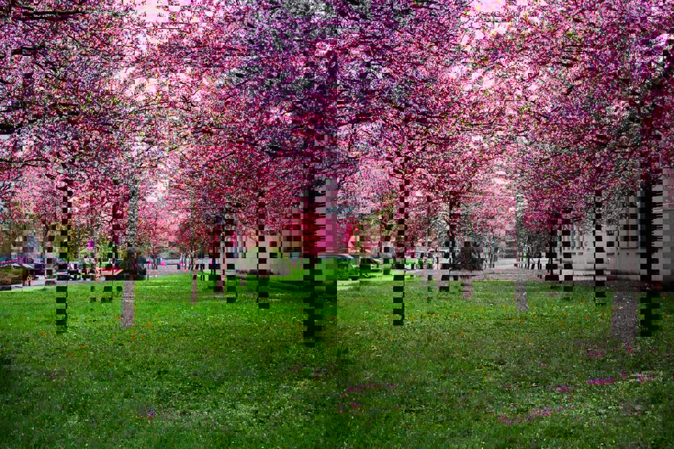 eine Reihe von Bäumen mit rosa Blüten