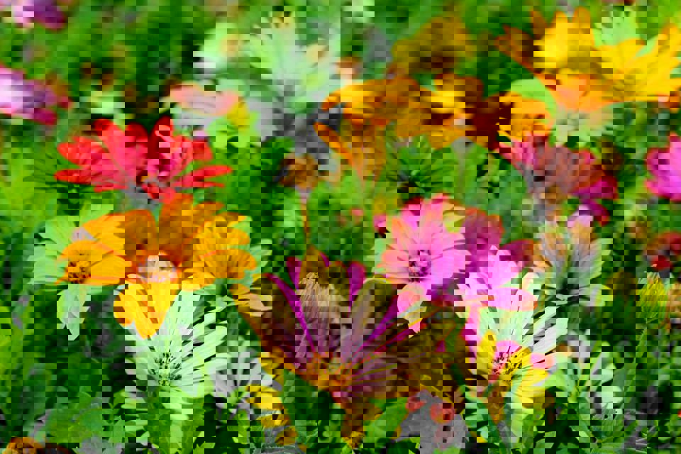 eine Gruppe bunter Blumen