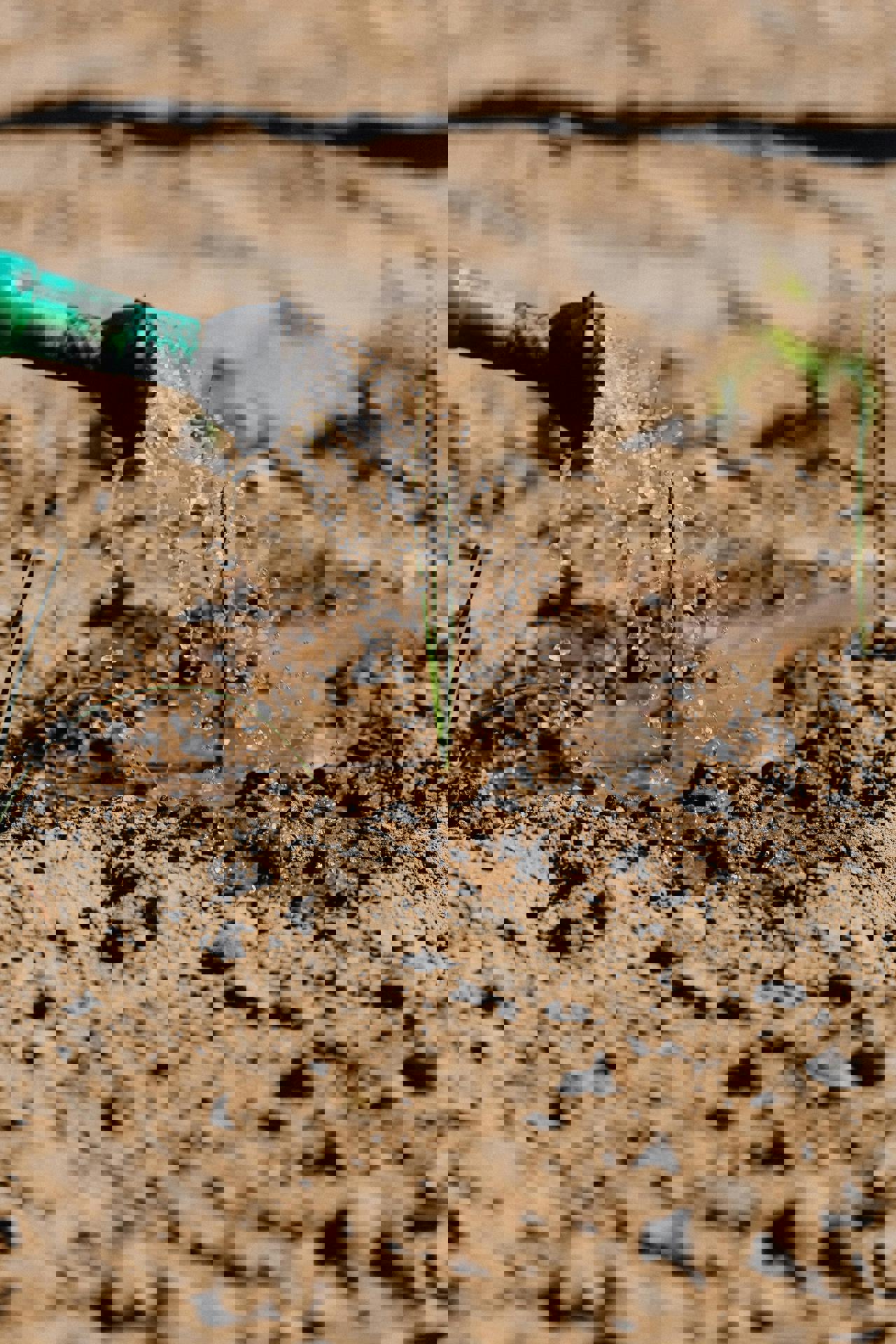 Eine Gießkanne gießt Wasser aus einem Schlauch auf eine Erdfläche.