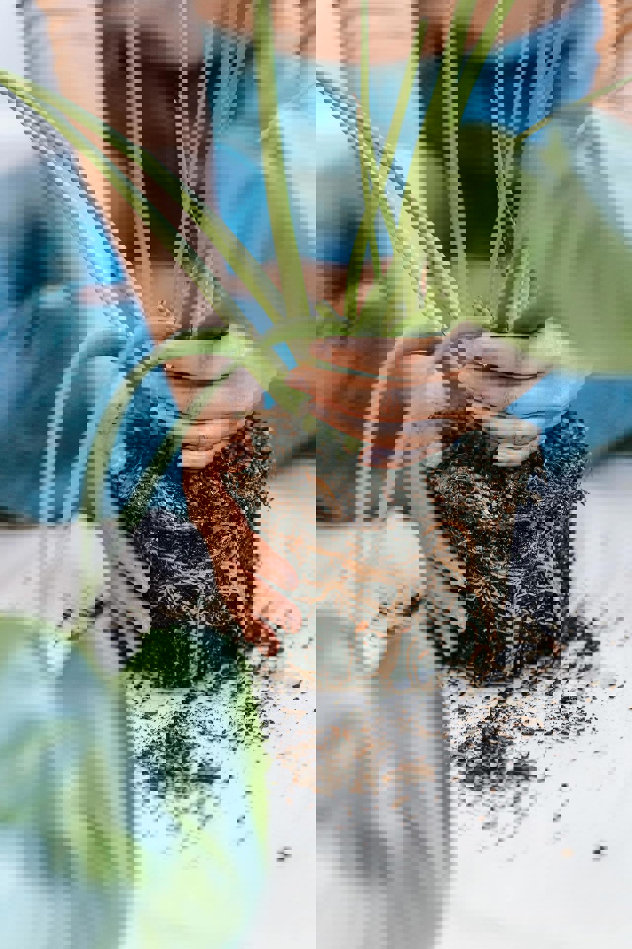 eine Person, die eine Pflanze hält