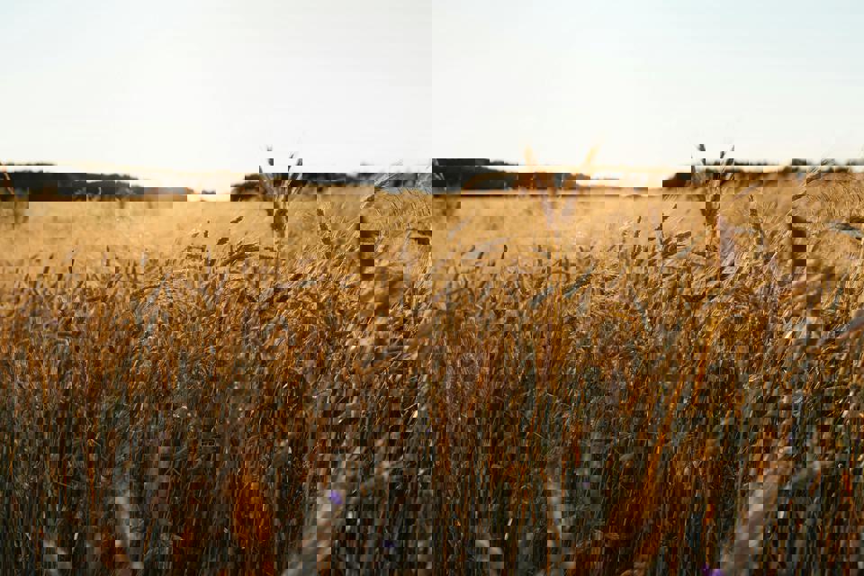 ein Weizenfeld mit der Sonne, die hindurchscheint